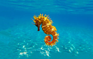 Seadrift seahorse